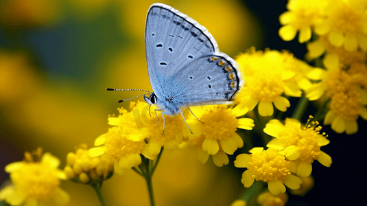 黄花上蓝白相间的蝴蝶