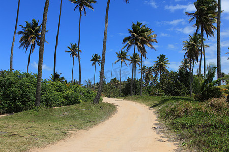 多米尼克岛上的棕榈树