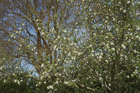 赤褐色摄影照片_罗克斯伯里赤褐色苹果树开花。
