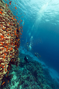 咸水杂鱼煲摄影照片_红海中的鱼和热带珊瑚礁。