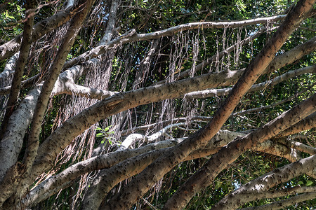 本杰明摄影照片_榕树 (Ficus benjamina) 大而古老，生长在公园里，被称为哭泣无花果、本杰明无花果或榕树。