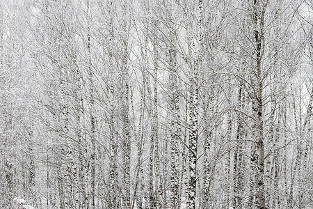 冬日降雪后的白桦林。