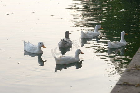 涉水摄影照片_成群的鸭鸟水海鸟（鹅天鹅或鸭科水禽涉水涉水鸟科）漂浮在湿地反射湖水面上游动。