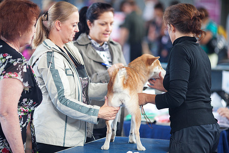 8月26摄影照片_“萨马拉，俄罗斯 - 8 月 26 日：所有俄罗斯国家狗展”