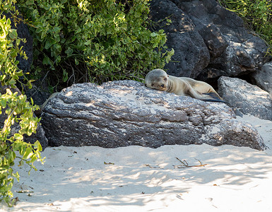 小海豹摄影照片_海滩岩石上的一只小海豹