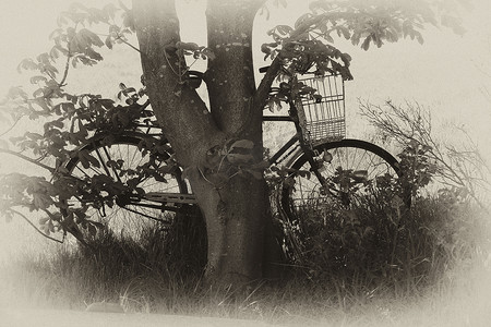 复古古典自行车靠在树上