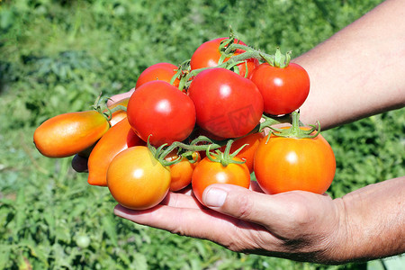 农民手里拿着几个西红柿