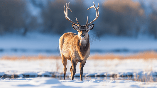 白天站在积雪覆盖的地面上的棕鹿