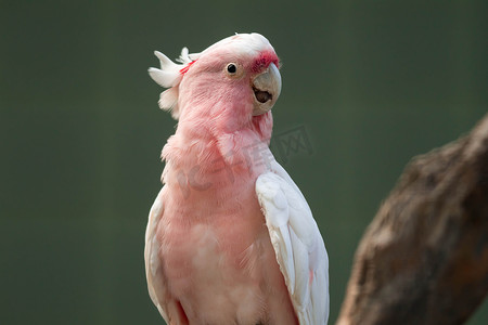 米切尔少校凤头鹦鹉 (Lophochroa leadbeateri)，粉红鹦鹉，常见于澳大利亚