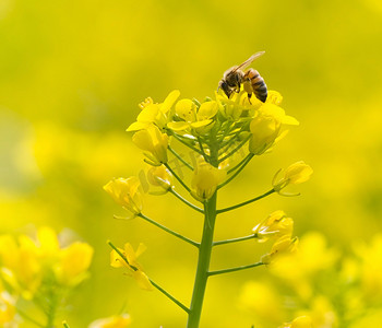 在黄花上喂蜜蜂