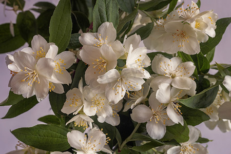 茉莉鲜花摄影照片_茉莉花枝上美丽精致的白花