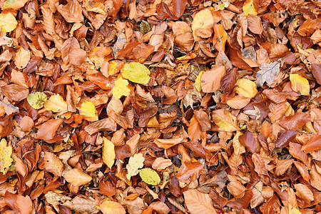 秋天落叶公路摄影照片_秋天的落叶。
