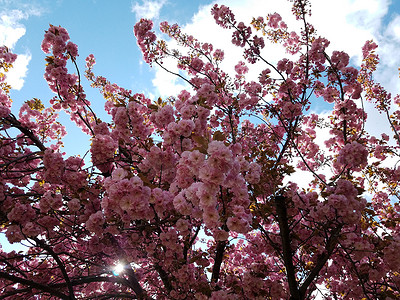开花摄影照片_在树开花的桃红色樱花花瓣