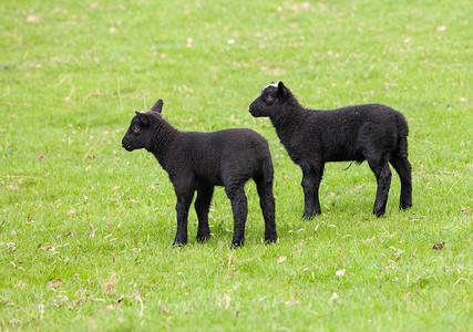 一对黑威尔士小羊在草地上