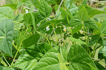 生长的咖啡豆摄影照片_生长在茂盛的绿色叶子中的 Calypso 或阴阳豆
