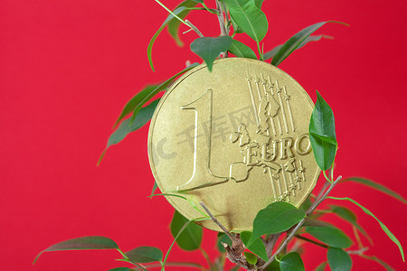 红色背景中的榕树和一枚欧元硬币
