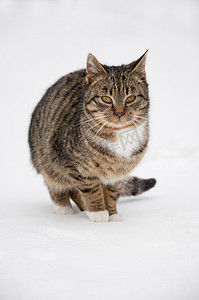 雪地里的猫