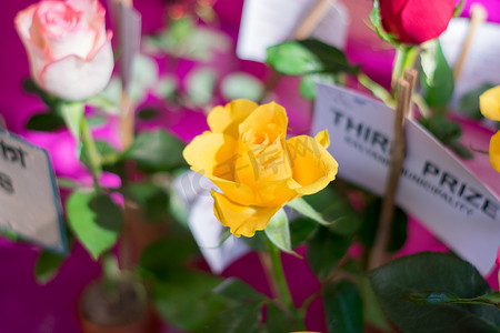 轻巧极致摄影照片_黄玫瑰是蔷薇科蔷薇属多年生木本开花植物。