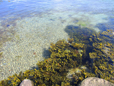 水下藻类摄影照片_小波浪和海藻