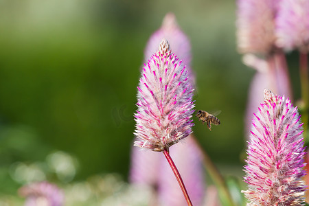 Tiarella 粉红色的花和蜜蜂