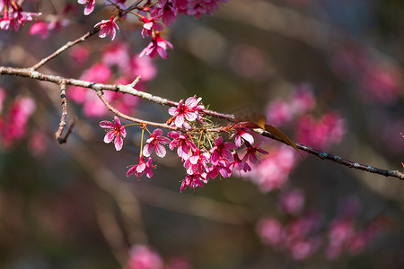 粉色的樱桃花摄影照片_樱桃花 Prunus cerasoides 或野生喜马拉雅樱桃，泰国 Phetchaboon Phu Lom Lo 的巨型虎花。