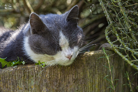 睡觉的猫咪摄影照片_可爱的猫咪睡在植物中 4