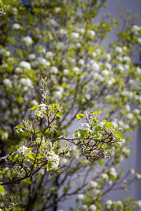 阳光明媚的日子里，树上开着白花