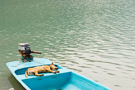 放松的狗在船上度假