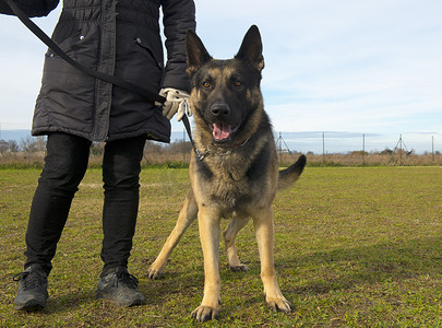 警犬标语摄影照片_德国牧羊犬和主人