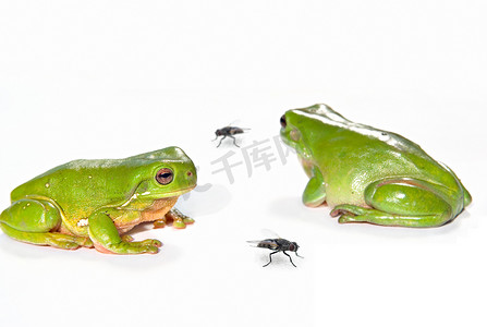 拟人苍蝇摄影照片_两只绿色树蛙和两只苍蝇