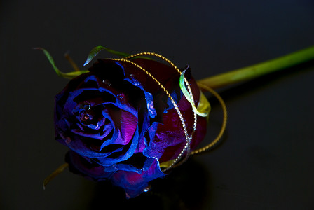 玫瑰花黑色摄影照片_从概念上突出黑色背景上的玫瑰