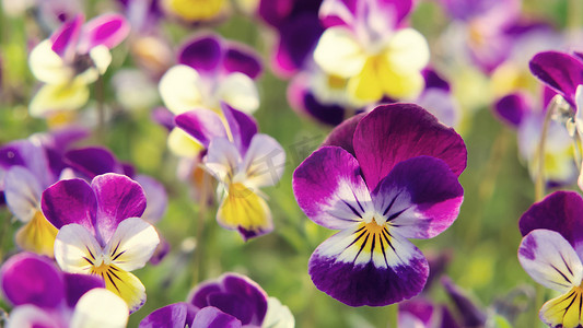 一群多年生黄紫罗兰紫罗兰，被称为有角的三色堇或有角的紫罗兰