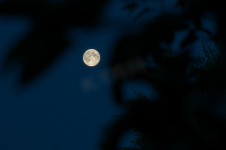 透过树枝看月亮