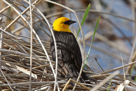 在水生植物中的雄性黄头黑鸟