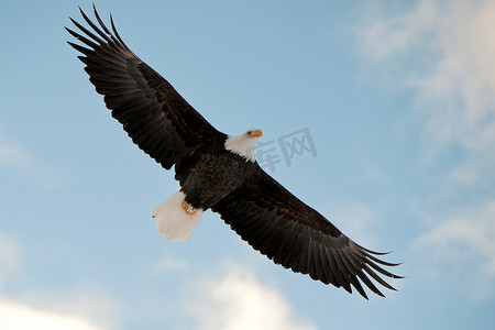 老鹰的摄影照片_飞翔的白头鹰。