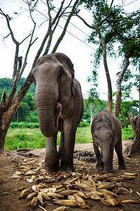 小象和妈妈在玩耍和吃着地上的玉米。
