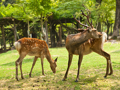 日本奈良鹿摄影照片_奈良鹿