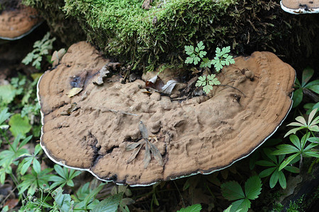 托木尔摄影照片_Baumpilz 树真菌（Polyporus applanatus）