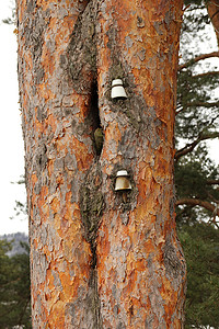 绝缘体摄影照片_松树上的绝缘体。