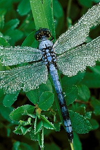 草蜻蜓摄影照片_带露水的蓝蜻蜓