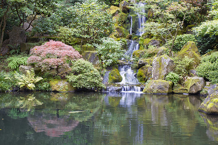 池塘瀑布摄影照片_带瀑布的日式花园锦鲤池