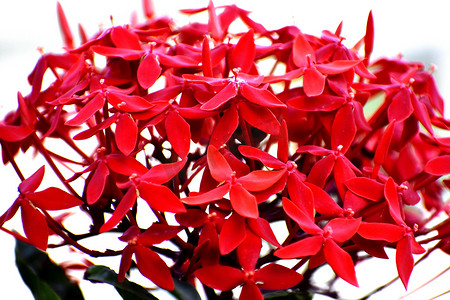 三八妇女节花瓣摄影照片_一束鲜红的花