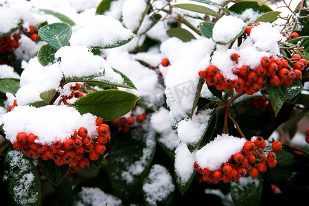 冬天的红色浆果与雪帽