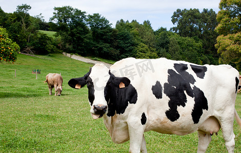 斑点蓝色摄影照片_斑点牛吃草