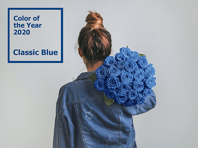 蓝玫瑰摄影照片_拿着经典蓝玫瑰的女人的背影