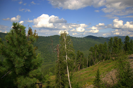 林木摄影照片_透过高大的松树顶望山顶。