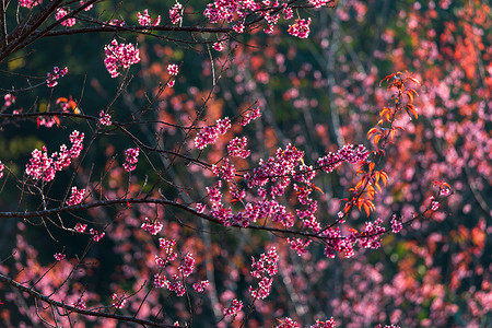 樱桃花 Prunus cerasoides 或野生喜马拉雅樱桃，泰国 Phetchaboon Phu Lom Lo 的巨型虎花。