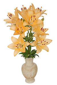 “亚洲百合花，纬度。亚洲杂交种，在陶瓷花瓶中，iso”
