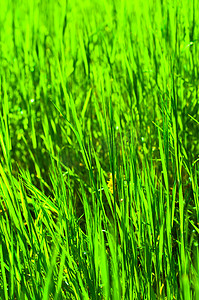 绿色暖色调摄影照片_暖色调的绿草