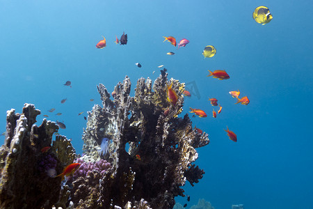 珊瑚礁与蓝色水背景中异国情调的五颜六色的鱼